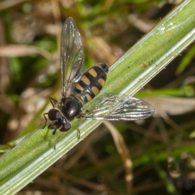 Simosyrphus grandicornis (Common hover fly) at QPRC LGA - 22 Jul 2021 by WHall