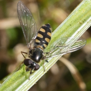 Simosyrphus grandicornis at Googong, NSW - 22 Jul 2021