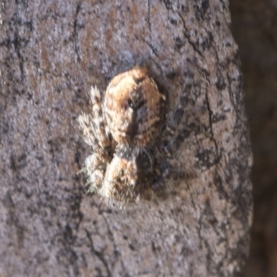 Servaea incana (Hoary Servaea) at Scullin, ACT - 22 Jul 2021 by AlisonMilton