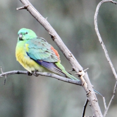 Psephotus haematonotus (Red-rumped Parrot) at Red Light Hill Reserve - 22 Jul 2021 by PaulF