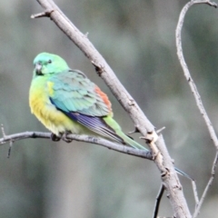 Psephotus haematonotus (Red-rumped Parrot) at Springdale Heights, NSW - 22 Jul 2021 by PaulF