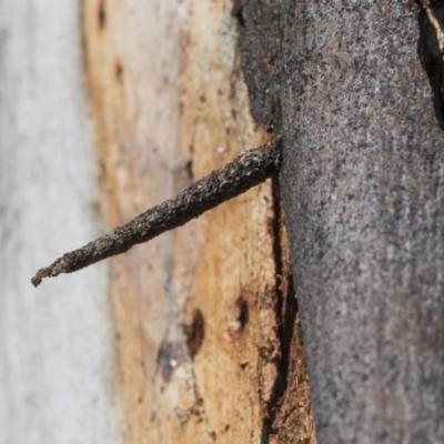 Conoeca guildingi (A case moth) at Scullin, ACT - 22 Jul 2021 by AlisonMilton