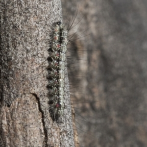 Anestia (genus) at Scullin, ACT - 22 Jul 2021 11:07 AM