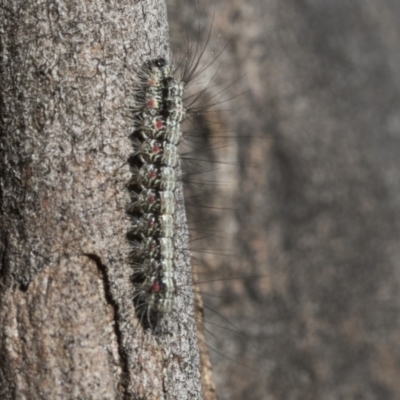 Anestia (genus) (A tiger moth) at Scullin, ACT - 22 Jul 2021 by AlisonMilton