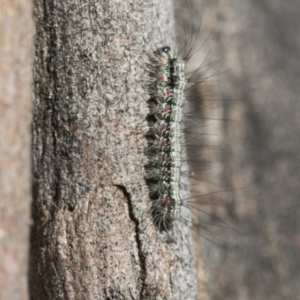 Anestia (genus) at Scullin, ACT - 22 Jul 2021 11:07 AM