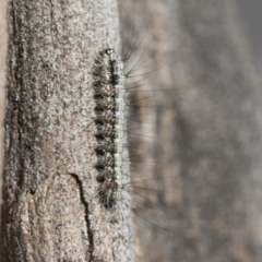 Anestia (genus) at Scullin, ACT - 22 Jul 2021 11:07 AM