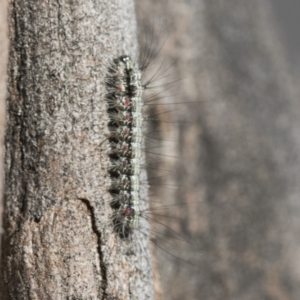 Anestia (genus) at Scullin, ACT - 22 Jul 2021