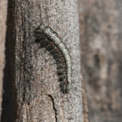 Anestia (genus) at Scullin, ACT - 22 Jul 2021 11:07 AM