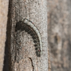 Anestia (genus) at Scullin, ACT - 22 Jul 2021