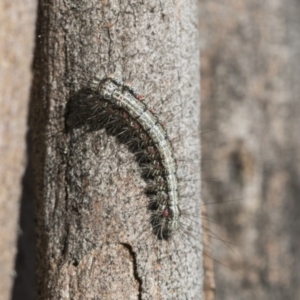 Anestia (genus) at Scullin, ACT - 22 Jul 2021 11:07 AM