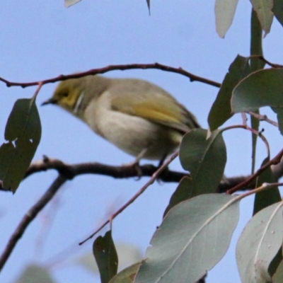 Ptilotula penicillata (White-plumed Honeyeater) at Red Light Hill Reserve - 22 Jul 2021 by PaulF