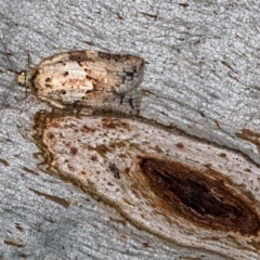 Epiphyas postvittana (Light Brown Apple Moth) at Paddys River, ACT - 11 Nov 2018 by Bron