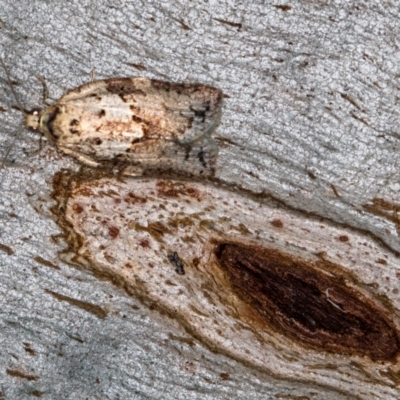 Epiphyas postvittana (Light Brown Apple Moth) at Tidbinbilla Nature Reserve - 11 Nov 2018 by Bron