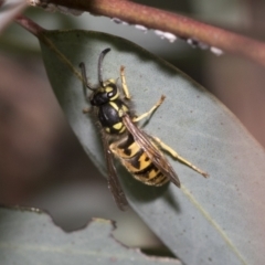 Vespula germanica (European wasp) at Bruce, ACT - 22 Jul 2021 by AlisonMilton