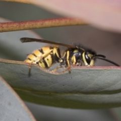 Vespula germanica at Bruce, ACT - 22 Jul 2021 02:56 PM