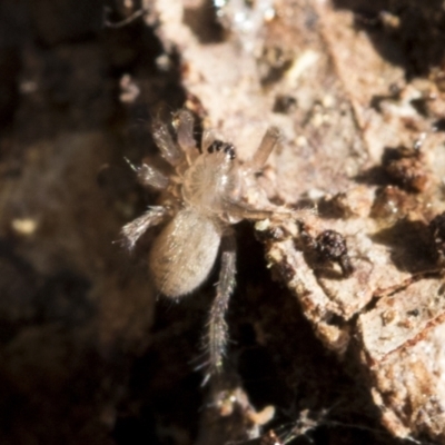 Unidentified Wolf spider (Lycosidae) at Bruce, ACT - 22 Jul 2021 by AlisonMilton