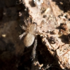 Unidentified Wolf spider (Lycosidae) (TBC) at Bruce, ACT - 22 Jul 2021 by AlisonMilton