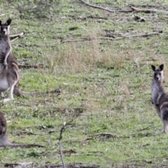 Macropus giganteus (Eastern Grey Kangaroo) at Albury - 22 Jul 2021 by PaulF