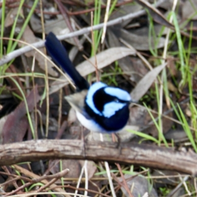 Malurus cyaneus (Superb Fairywren) at Red Light Hill Reserve - 22 Jul 2021 by PaulF