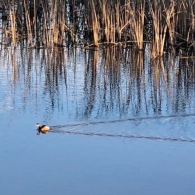 Tachybaptus novaehollandiae (Australasian Grebe) at Lake Burley Griffin West - 22 Jul 2021 by KMcCue