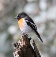 Petroica boodang (Scarlet Robin) at Springdale Heights, NSW - 22 Jul 2021 by PaulF