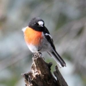 Petroica boodang at Springdale Heights, NSW - 22 Jul 2021