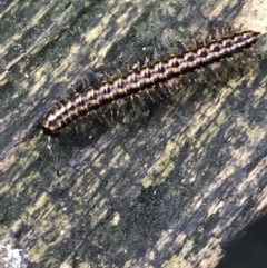 Paradoxosomatidae sp. (family) (Millipede) at ANBG - 11 May 2021 by MattFox