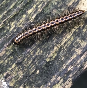 Paradoxosomatidae sp. (family) at Acton, ACT - 11 May 2021