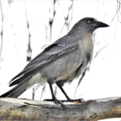 Strepera versicolor (Grey Currawong) at Point Hut to Tharwa - 22 Jul 2021 by JohnBundock