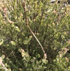 Brachyloma daphnoides (Daphne Heath) at Cook, ACT - 18 Jul 2021 by MattFox