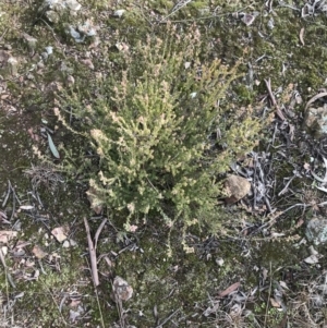 Brachyloma daphnoides at Cook, ACT - 18 Jul 2021 11:50 AM