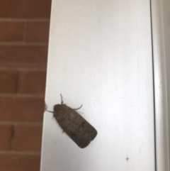 Thoracolopha (genus) (A Noctuid moth) at Sullivans Creek, Lyneham South - 11 May 2021 by MattFox