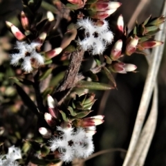 Styphelia attenuata (Small-leaved Beard Heath) at Bonython, ACT - 22 Jul 2021 by JohnBundock