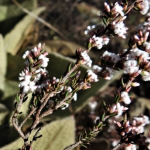 Styphelia attenuata at Bonython, ACT - 22 Jul 2021