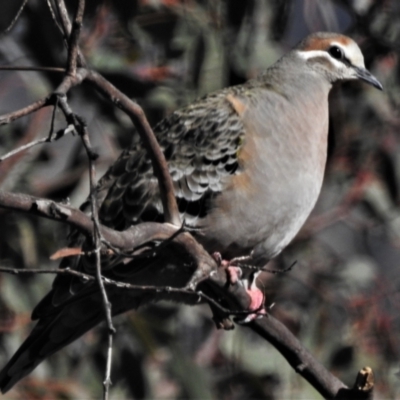 Phaps chalcoptera (Common Bronzewing) at Bonython, ACT - 22 Jul 2021 by JohnBundock