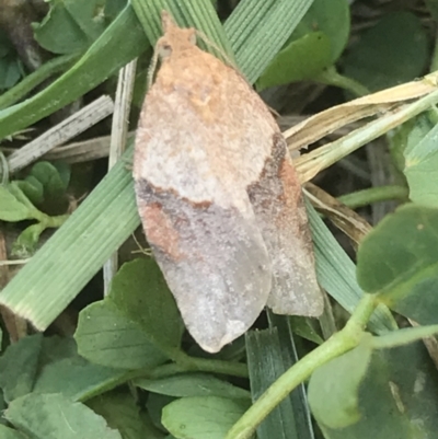 Epiphyas postvittana (Light Brown Apple Moth) at Lyneham, ACT - 23 Jul 2021 by MattFox