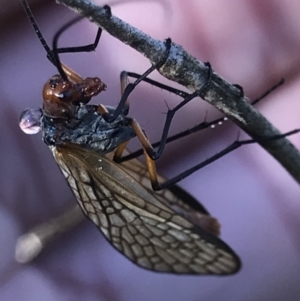 Chorista australis at Holt, ACT - 18 May 2021