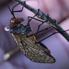 Chorista australis (Autumn scorpion fly) at Holt, ACT - 18 May 2021 by MattFox
