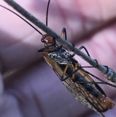 Chorista australis at Holt, ACT - 18 May 2021