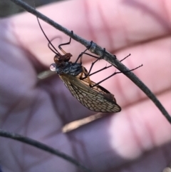 Chorista australis at Holt, ACT - 18 May 2021 10:40 AM