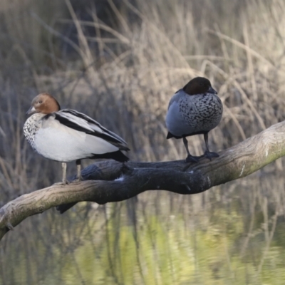 Chenonetta jubata (Australian Wood Duck) at Bruce Ridge to Gossan Hill - 22 Jul 2021 by AlisonMilton