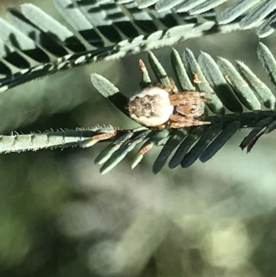 Araneus hamiltoni (Hamilton's Orb Weaver) at Holt, ACT - 18 May 2021 by MattFox