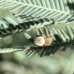 Araneus hamiltoni at Holt, ACT - 18 May 2021 10:44 AM