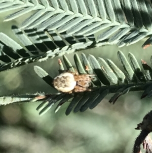 Araneus hamiltoni at Holt, ACT - 18 May 2021 10:44 AM