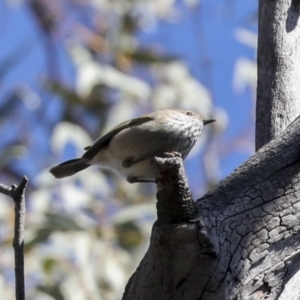 Acanthiza pusilla at Bruce, ACT - 22 Jul 2021