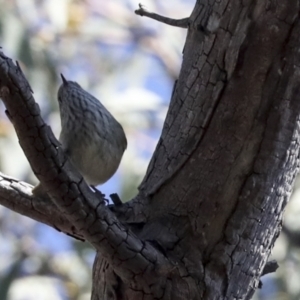 Acanthiza pusilla at Bruce, ACT - 22 Jul 2021