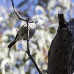 Acanthiza pusilla at Bruce, ACT - 22 Jul 2021