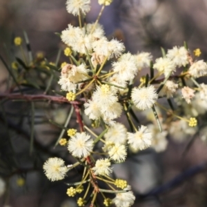 Acacia genistifolia at Bruce, ACT - 22 Jul 2021