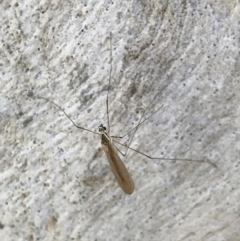 Unidentified Crane fly, midge, mosquito & gnat (several families) at Aranda Bushland - 18 May 2021 by MattFox