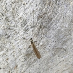 Tipulidae or Limoniidae (family) (Unidentified Crane Fly) at Holt, ACT - 18 May 2021 by MattFox